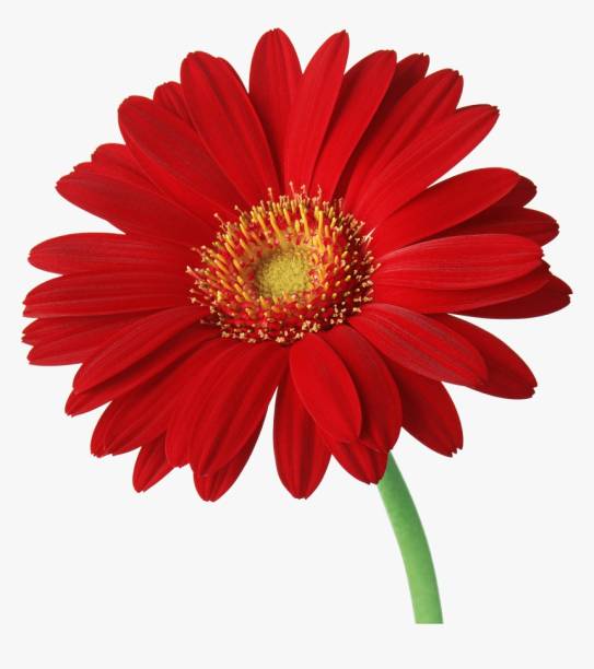 XOLDA Daisy Red Flower Seed