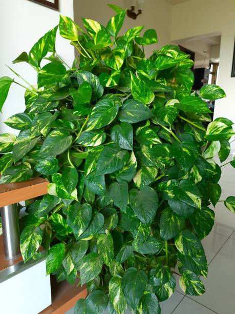 greenplanthub Money Plant
