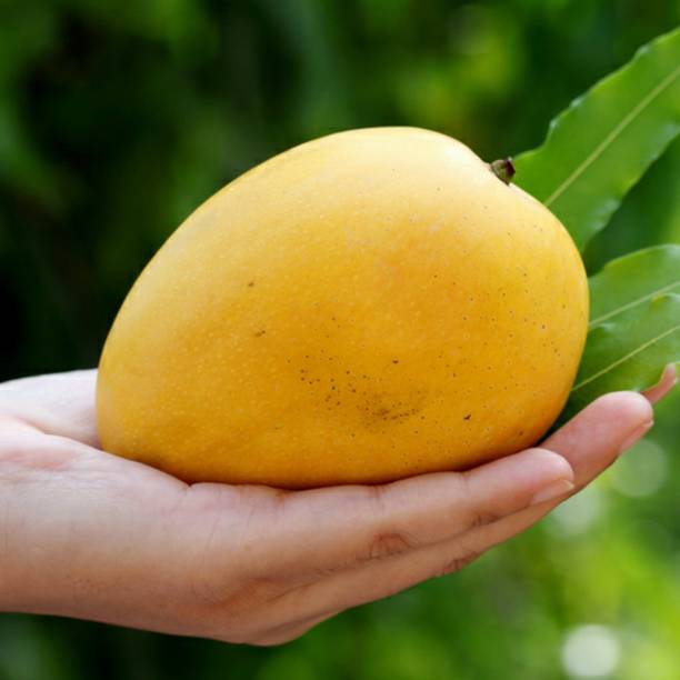 Exotica Dudhiya Malda Mango Plant