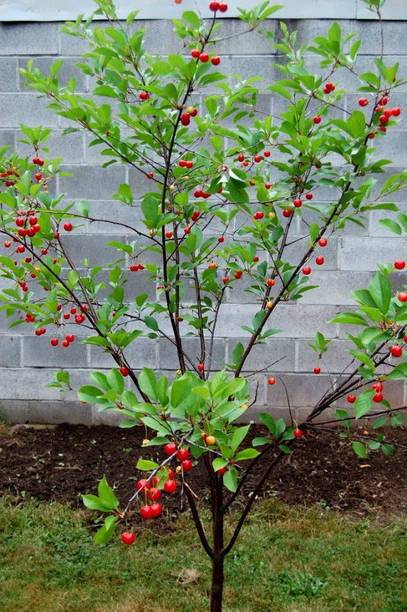GreenyOn Cherry Fruit Plant