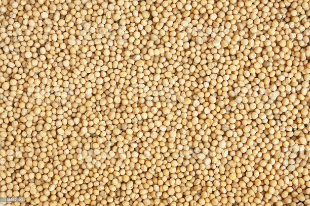 SHASHWAT CREATION Grade A White Mustard Seeds - Sarson - 500 Grams - Natural & Original Cream Roll Horn