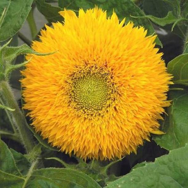 XOLDA Sunflowert teddy bear Seed