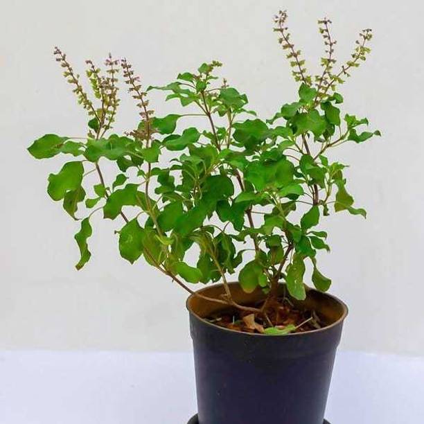 PEEPALSFARM Tulsi Plant