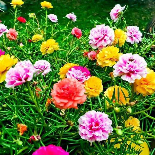 CRGO PORTULACA Seed