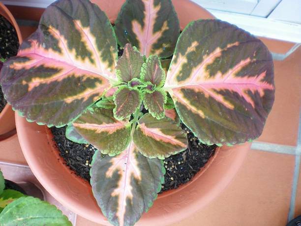 CYBEXIS Coleus Wizard Mosaic,Annual Flowers Seed Seed