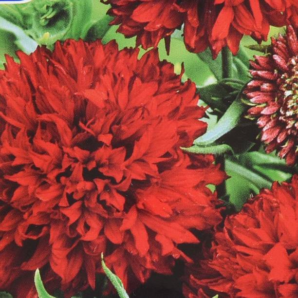 CYBEXIS HUA-82 - GAILLARDIA FLOWER - (540 Seeds) Seed