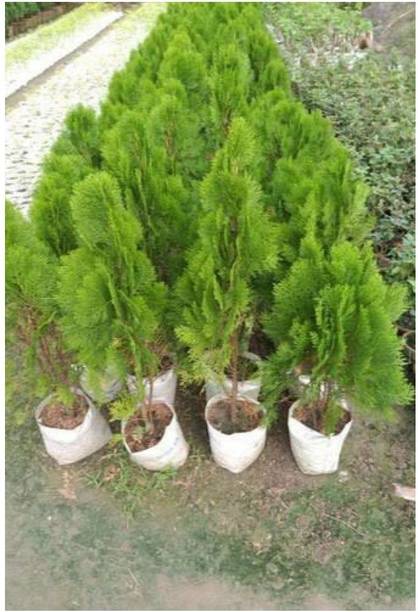 Cloud Farm ZZ Plant