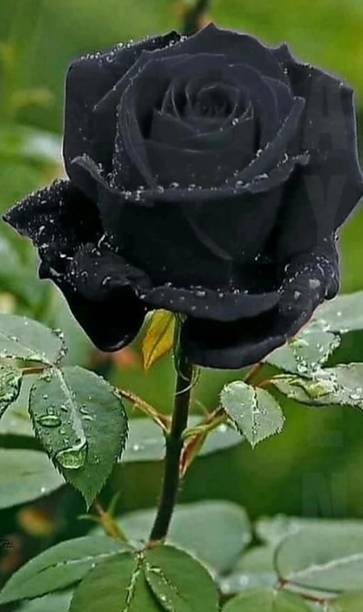 Risenshine Rose Plant
