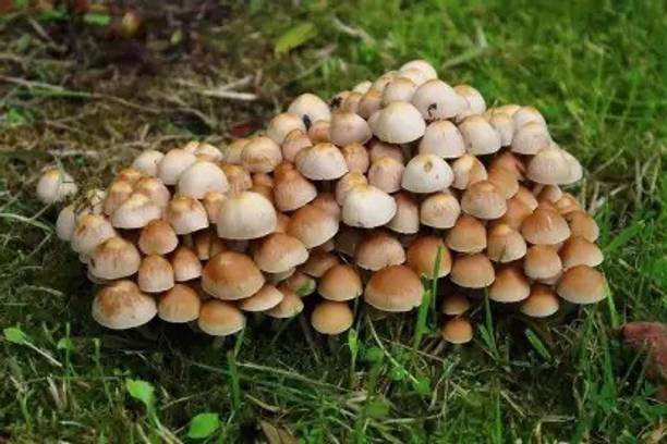 Chalisa Mushroom Seed