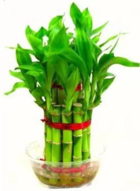 Chalisa Bamboo Plant, Lucky Plant Seed
