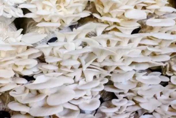 Chalisa Mushroom Seed