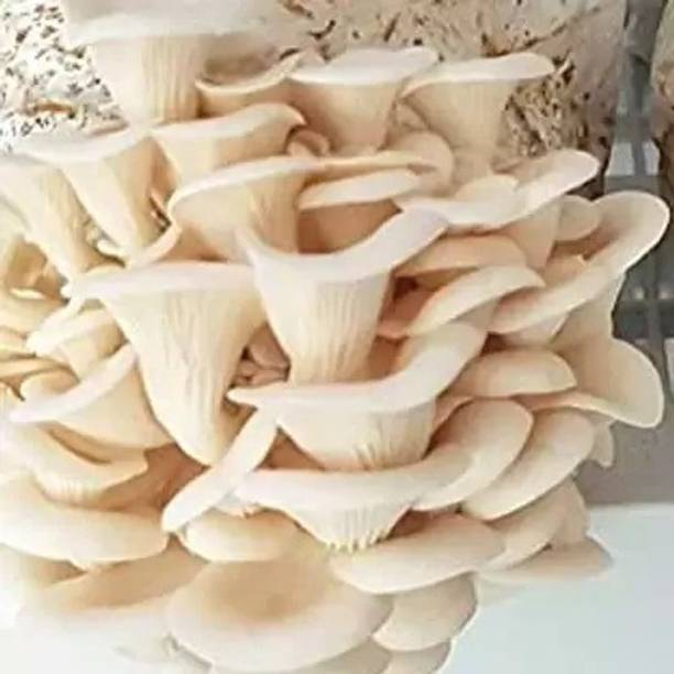 Aro Mushroom Seed
