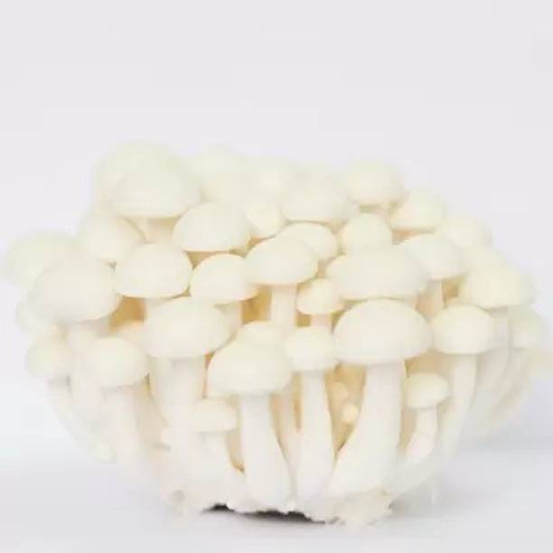 Chalisa Mushroom Seed