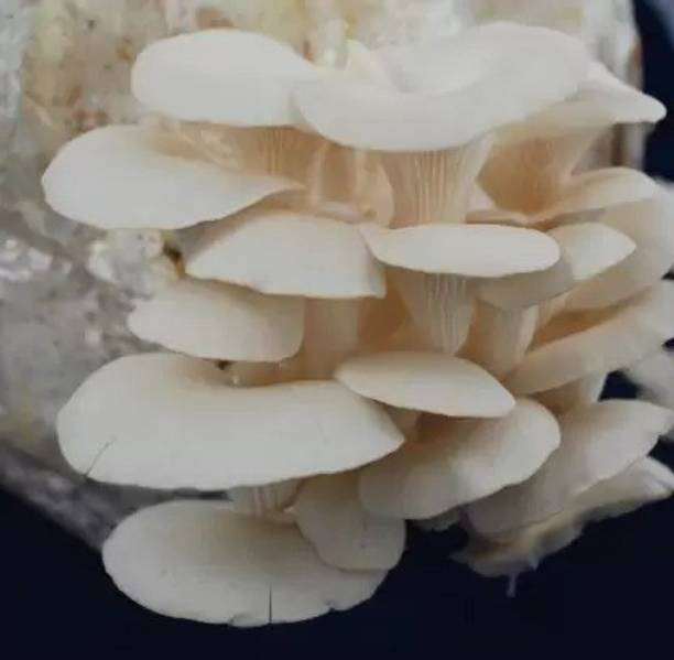 Aro Mushroom Seed