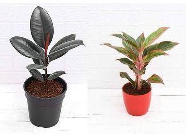 Amazing Gurden Rubber Tree