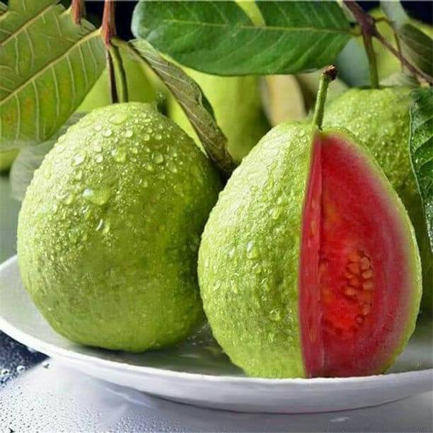 FSK Guava Plant