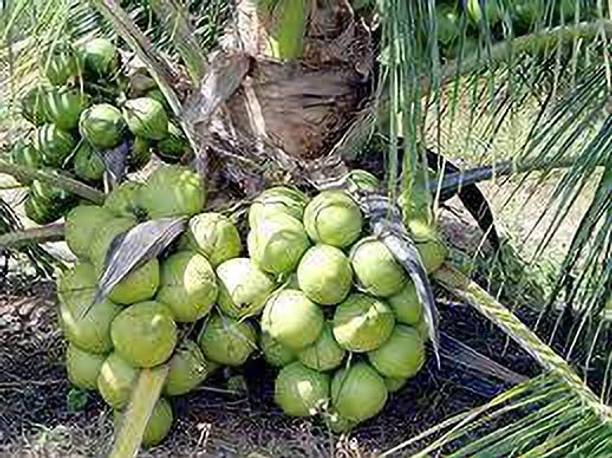 TOPMAHIR Coconut Plant