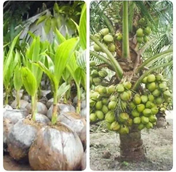 Padmavatii Coconut Plant