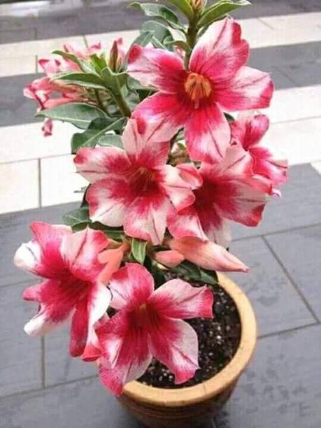 Aquinnah Adenium Plant