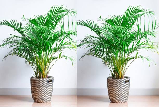 GREENPHOBIA Areca Palm