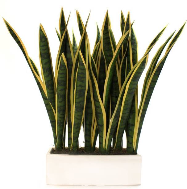 Risenshine Snake Plant