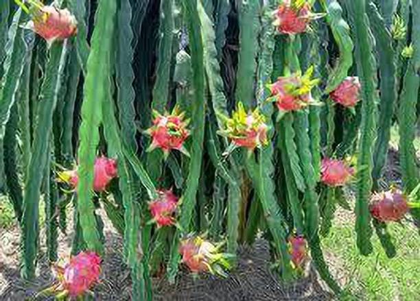Cloud Farm Dragon Tree