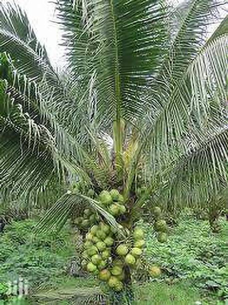 MiracleGarden Coconut Plant