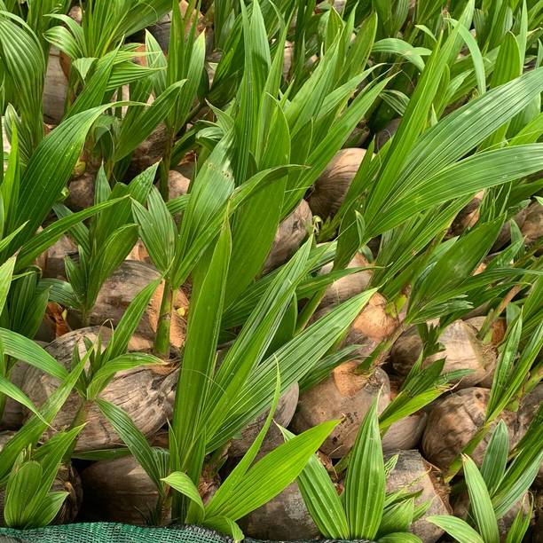 EliteGreen Coconut Plant