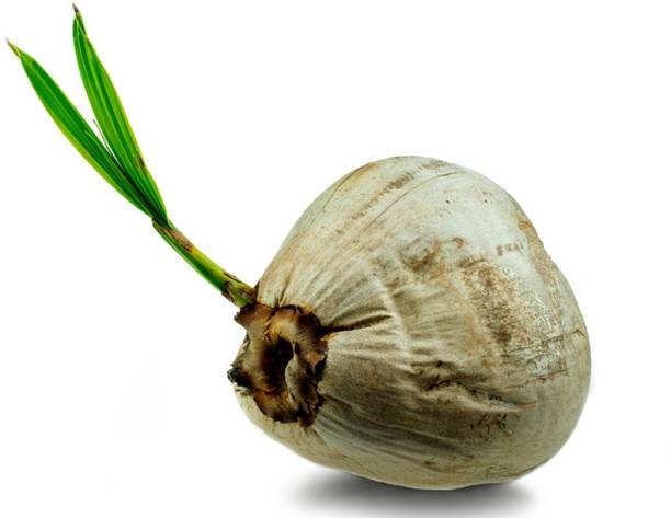 Bijaya Online Store Coconut Plant