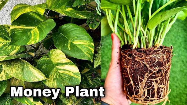 Roy's Fashoin Money Plant