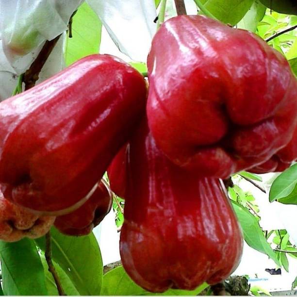 Cloud Farm Java Plum Plant