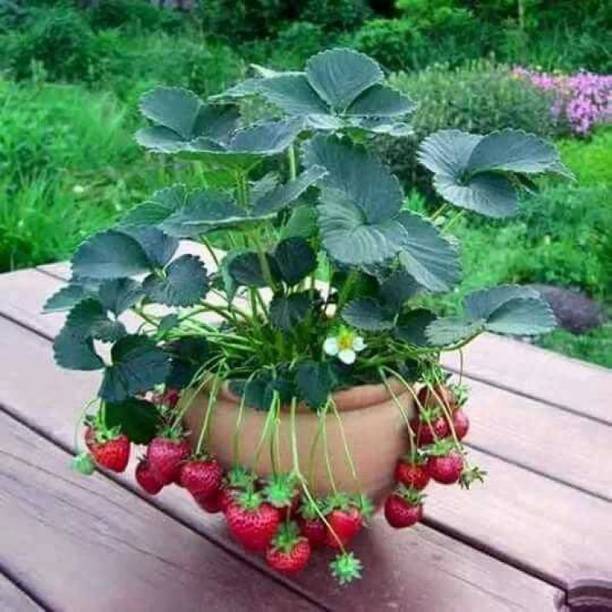 IMMERSE GREEN Strawberry Plant