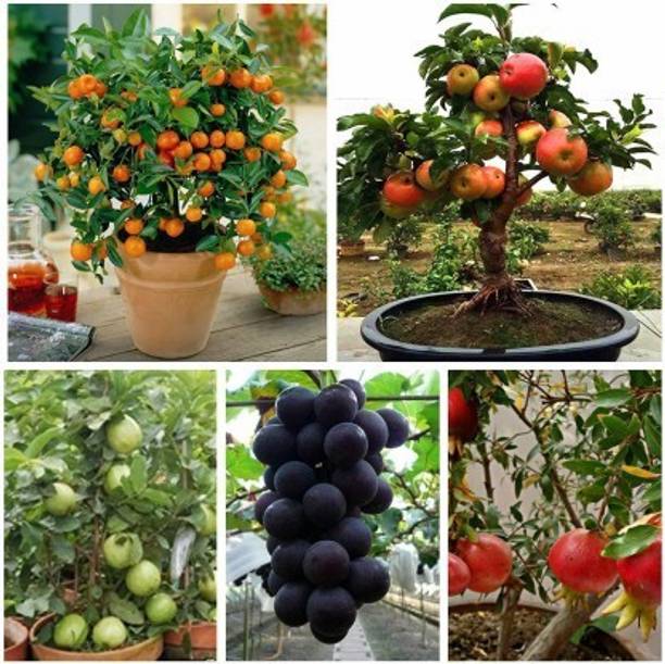 FLARE SEEDS lemon, custard apple, Grape, Pomegranate, Guava Seed 5 per packet Seed