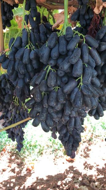 Cloud Farm Grapes Plant