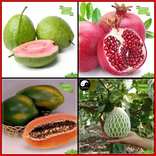 ActrovaX Seeds Fruit : Guava, Pomagranate, Papaya, Thailand Guava Tree [1gm Seeds] Seed