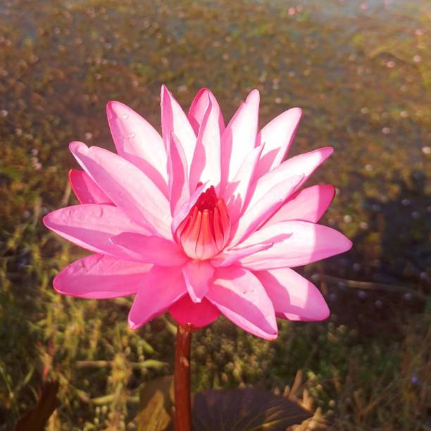 MKR Enterprises Waterlily Seed