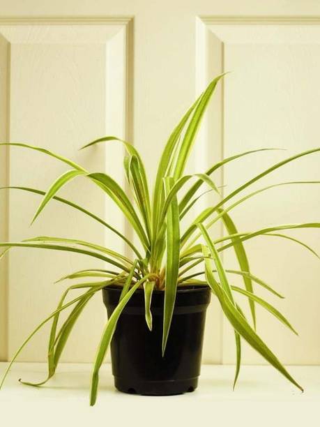 Amazing Gurden Spider Plant