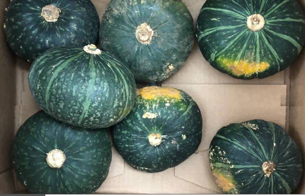 Farmonix JAPANESE KABOCHA Pumpkin Seed