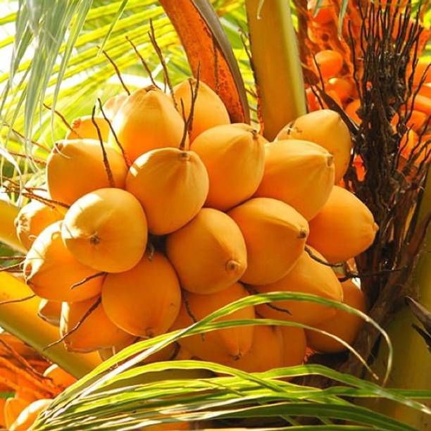 PB honey priya plant Coconut Plant
