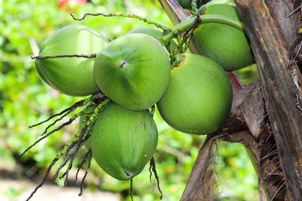 Mohomaya Coconut Plant