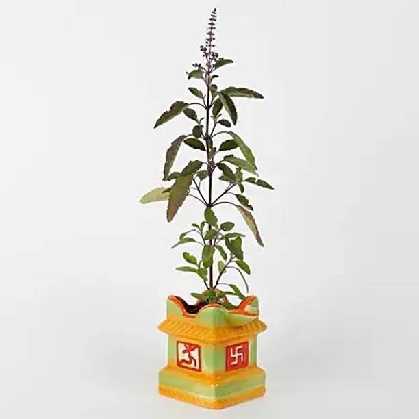 Mohomaya Tulsi Plant