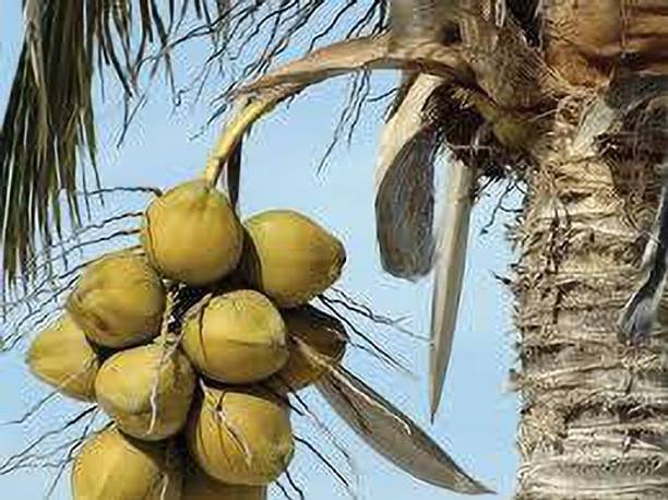 Fulmala Nursery Coconut Plant