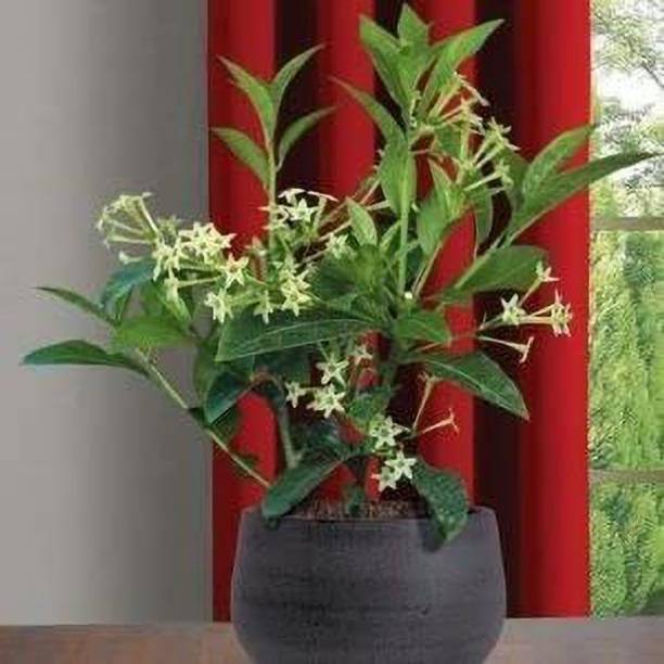 MagicQueen Night Bloom Jasmine Plant