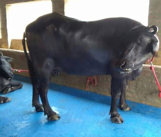 HAKEX Long Lasting Cow Mat, use for Buffalo Bull and Horses (8X5) BPA Free, Cow, Hamster, Tortoise Pet Mat