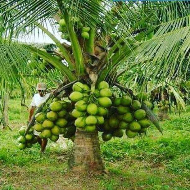 NDS Coconut Plant