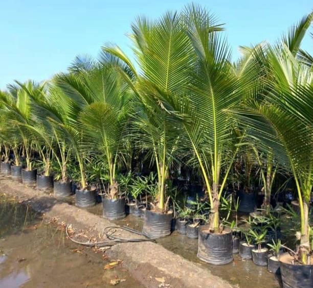 My Dream Nuresry Coconut Plant