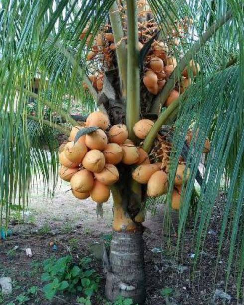 Aquinnah Graden Shami/Jand Plant