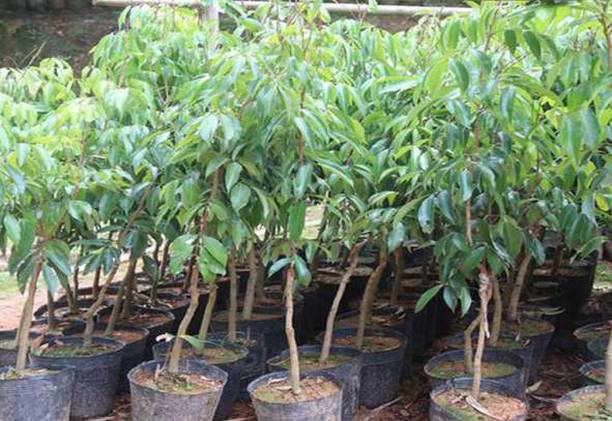 GreenyOn Litchi Plant