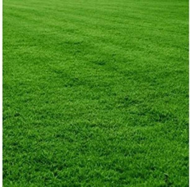 PlantNursery BERMUDA GRASS Seed