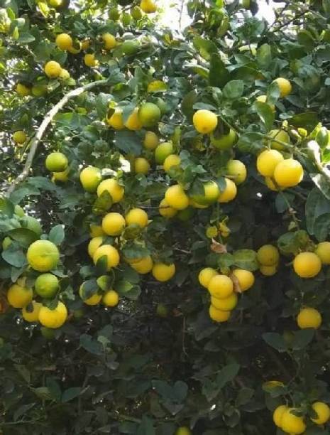 LaughEarth Lemon Plant